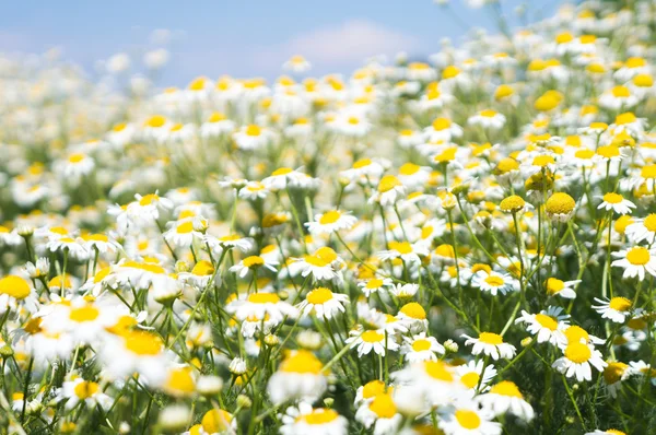 Veld met wit madeliefjes onder zonnige hemel — Stockfoto