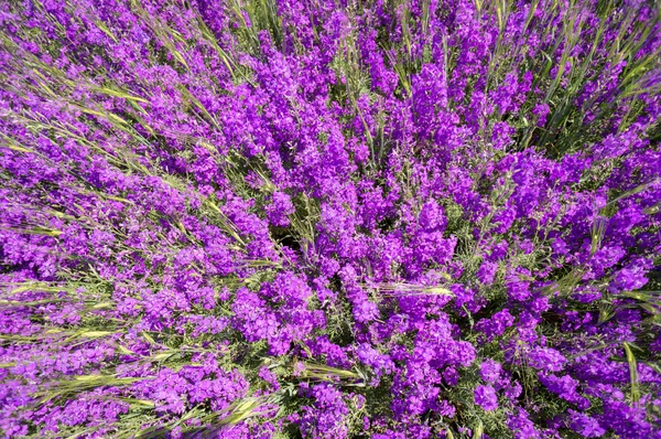 Fondo de campo de flores púrpura — Foto de Stock