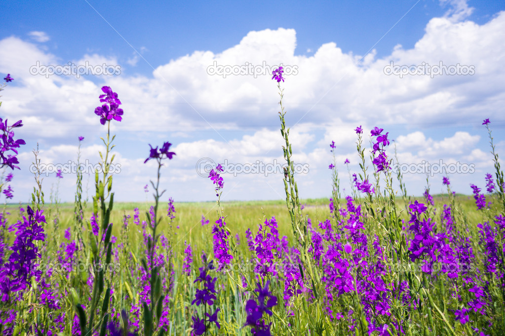 Purple flower field background under sunny sky