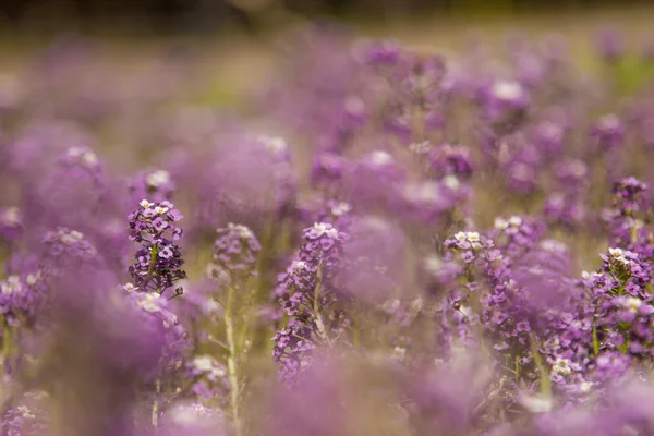 Purple flower field background — Stock Photo, Image