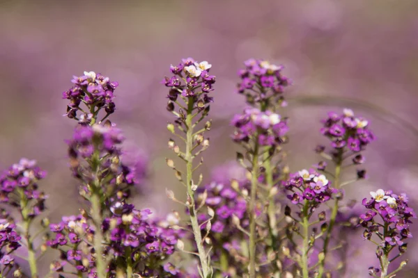 Fondo de campo de flores púrpura — Foto de Stock