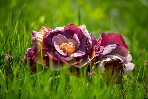 Квіти ручної роботи в траві — стокове фото
