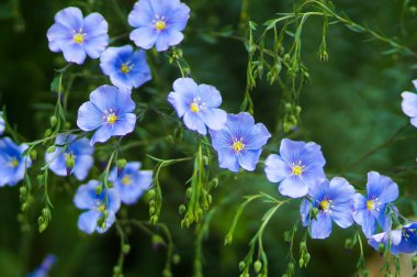 Blue flax flowers clipart