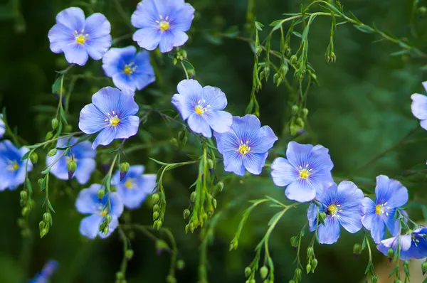 Blå lin blommor — Stockfoto