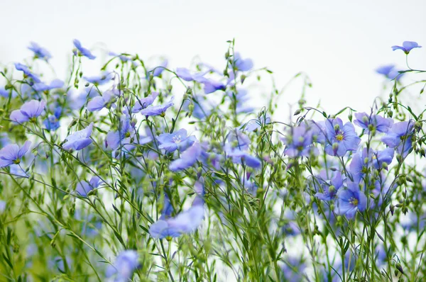 Hermosas flores de lino — Foto de Stock