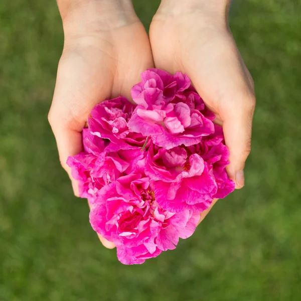 Händer med blommor — Stockfoto