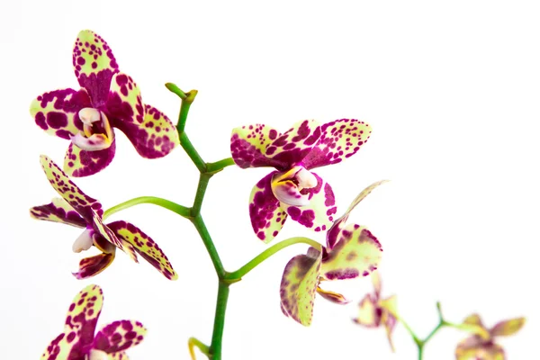 Orchid - Stock Image — Stock Photo, Image