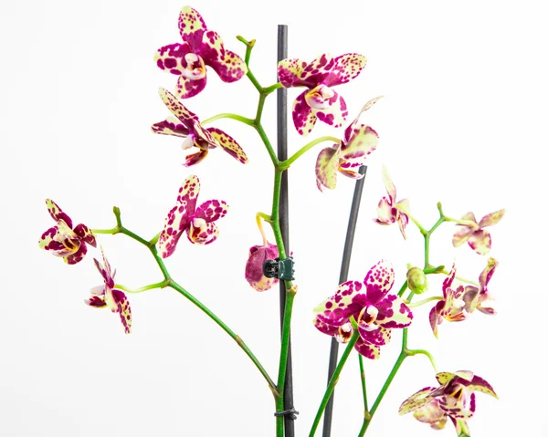 Orchid - Stock Image — Stock Photo, Image