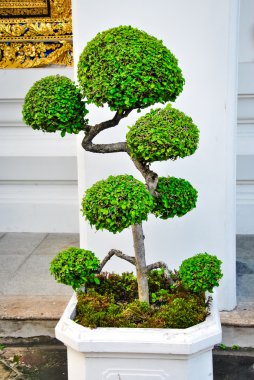 bonsai ağacı wat pho Tapınak