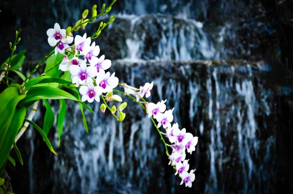 Orchid with water fall background — Stock Photo, Image