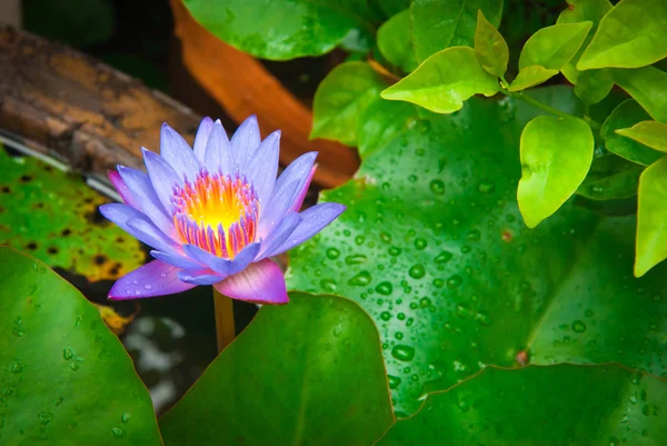 Violet lotus flower in thai garden — Stock Photo, Image