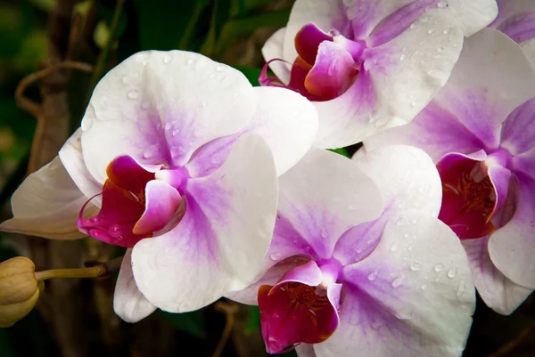 Orchid flowers in a temple garden — Stock Photo, Image