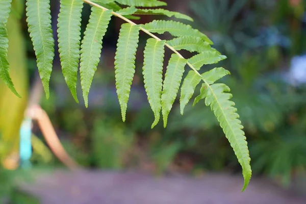 Green Fern Leaf Blurred Nature Background — Stock Photo, Image