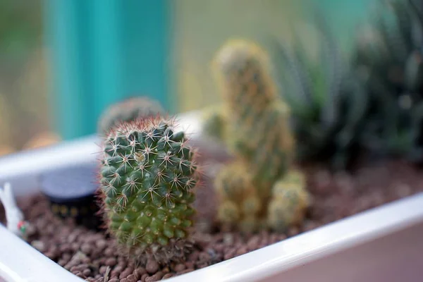 Cute Small Cacti Ceramic Pot Long Red Black Spikes Green — Stock Photo, Image
