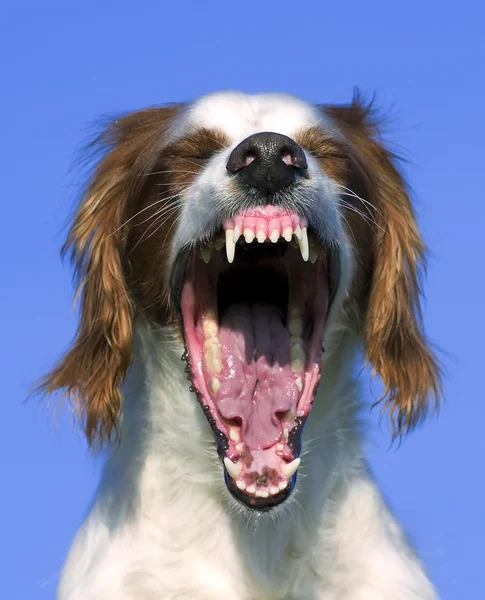 Yawning red and white irish setter — Stock Photo, Image