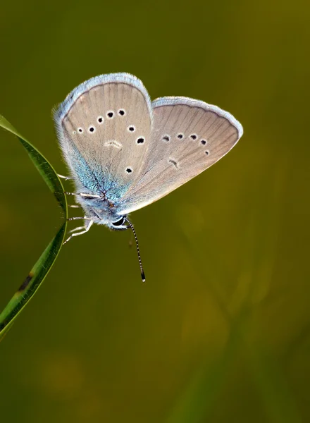 Farfalla blu scuro grande (Maculinea nausithous) Fotografia Stock