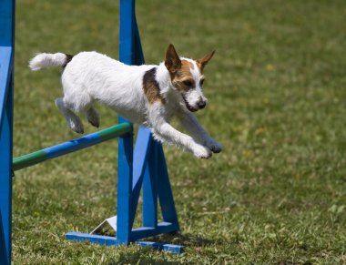 Jack Russell terrier runs agility course clipart