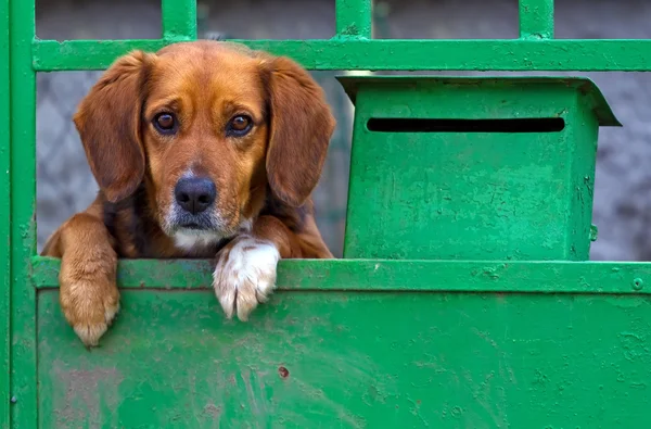 Маленькая собака за воротами — стоковое фото