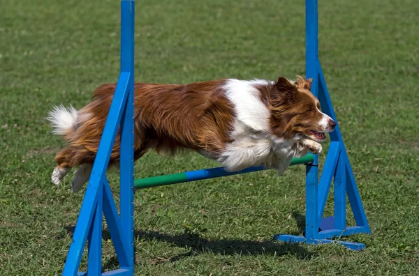 Brown border collie jumps hurdles — Stock Photo, Image