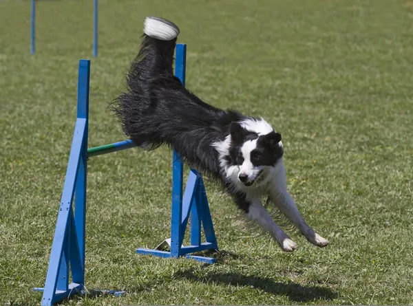 Gränsen collie hoppar häck — Stockfoto