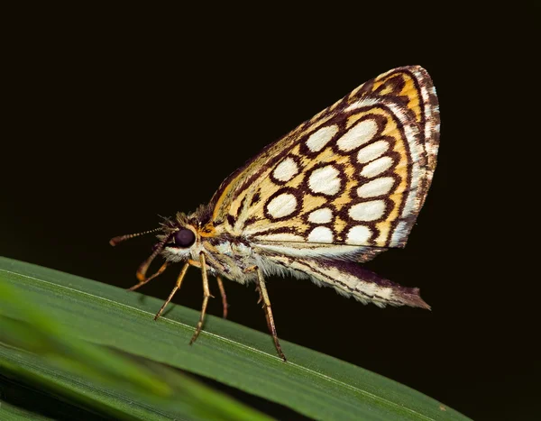 Kostkované mňam (heteropteris morpheus) motýl — Stock fotografie