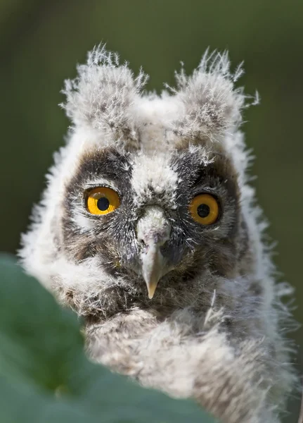 Genç uzun kulaklı baykuş