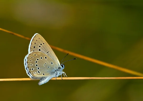 Schaarse grote blauwe (maculinea teleius) vlinder Stockfoto