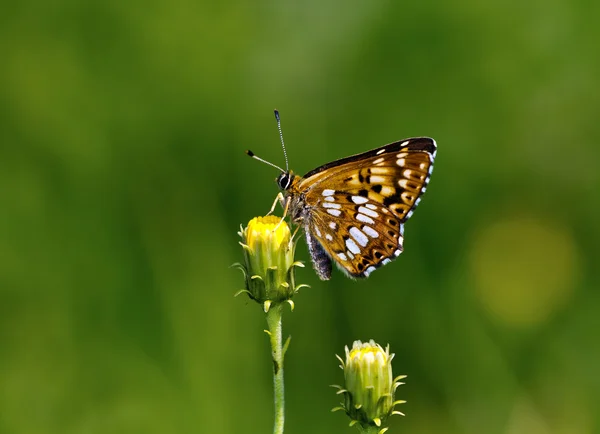 Vévoda Burgundský (hamearis lucina) motýl — Stock fotografie