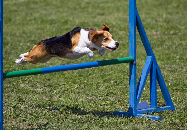 Beagle flying over an obstacle