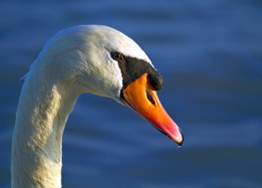 sessiz kuğu portresi