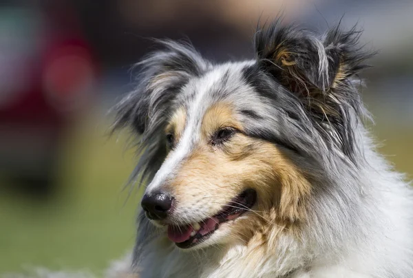 Sheltie portrait — Stock Photo, Image