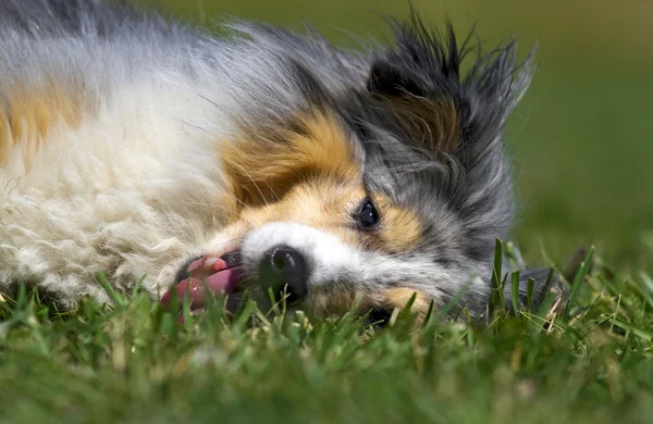Šeltie, ležící v trávě — Stock fotografie
