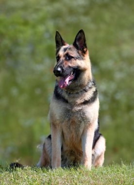 Alman çoban köpeği