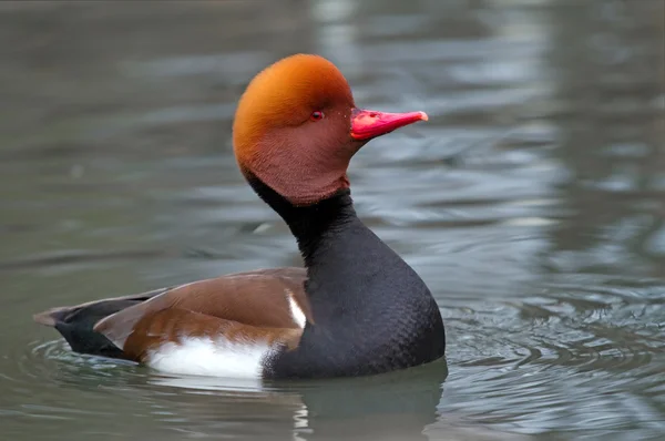 Red crested pochard (Netta rufina) male — Stock Photo, Image