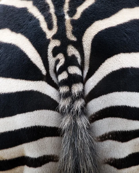 Zebra süs