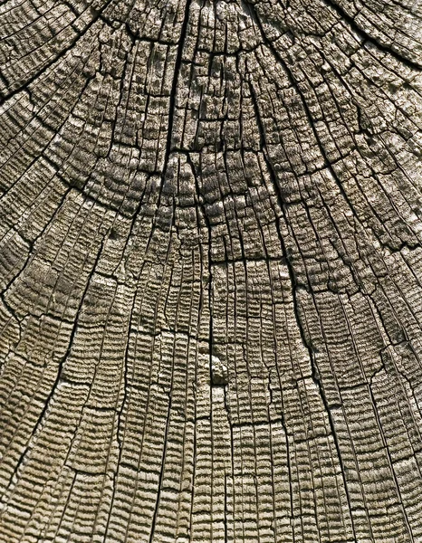 çürümüş ahşap yüzey