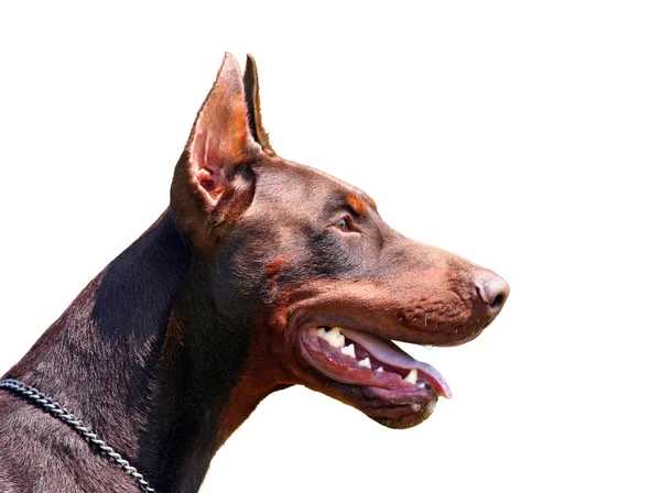 Retrato de Dobermann — Fotografia de Stock