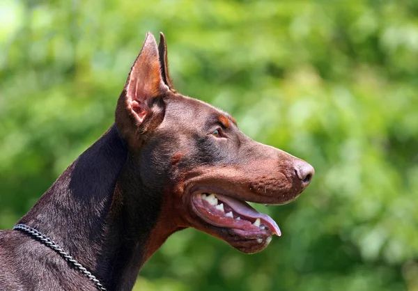 Dobermann porträtt — Stockfoto