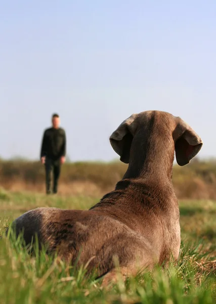 Výmarský ohař na výcvik psů Royalty Free Stock Obrázky