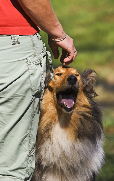 Panting young collie with the trainer Stock Image