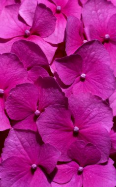 pembe çiçekler (ortanca) yakın çekim