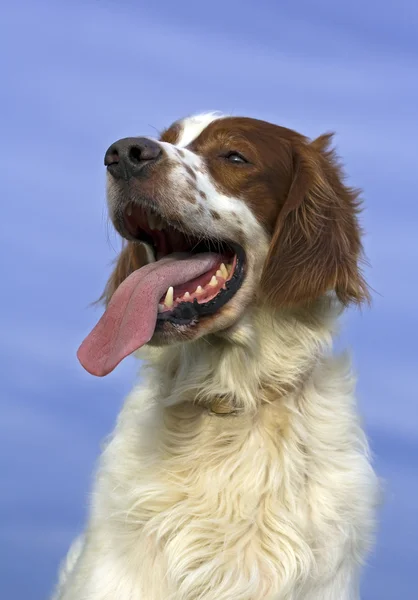 Irish red and white setter portrait — Stock Photo, Image