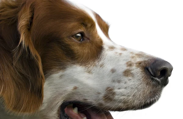 Kırmızı ve beyaz İrlandalı setter portre — Stok fotoğraf