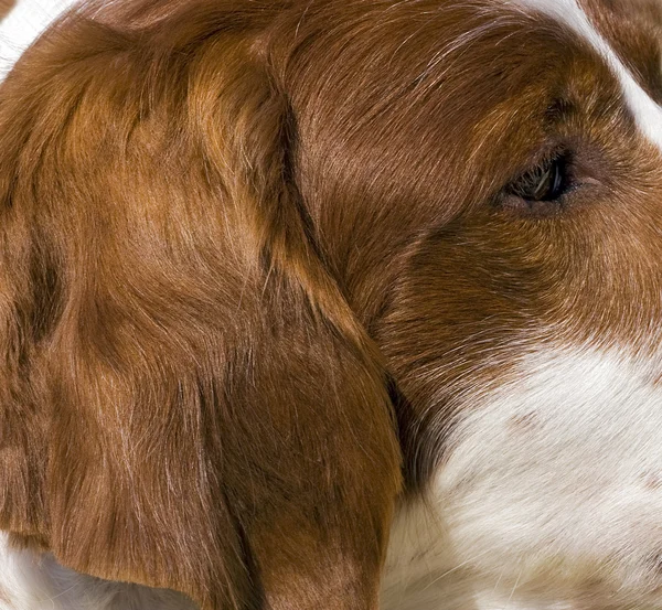 Kırmızı ve beyaz İrlandalı setter kafa