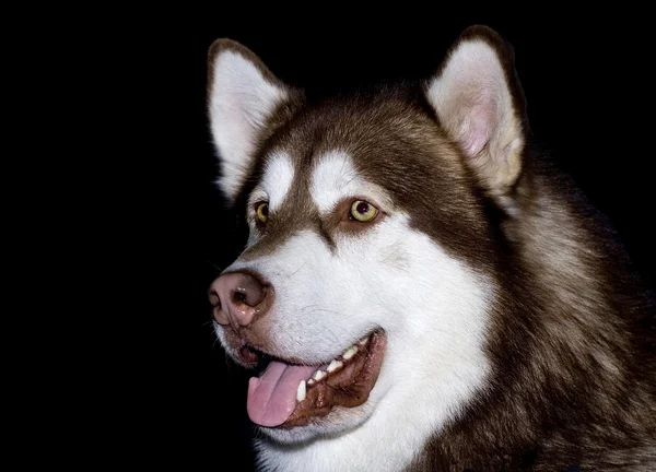 阿拉斯加雪橇犬的肖像 — 图库照片