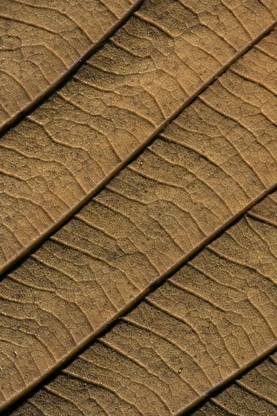 Face arrière d'une feuille de chêne brun — Photo