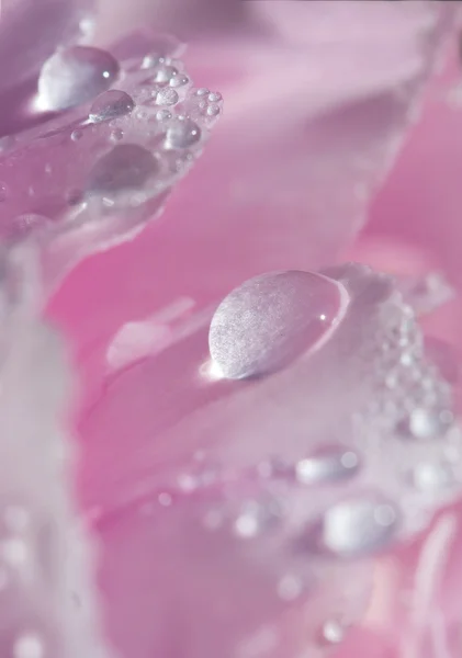 Regentropfen auf einer frischen rosa Blume — Stockfoto