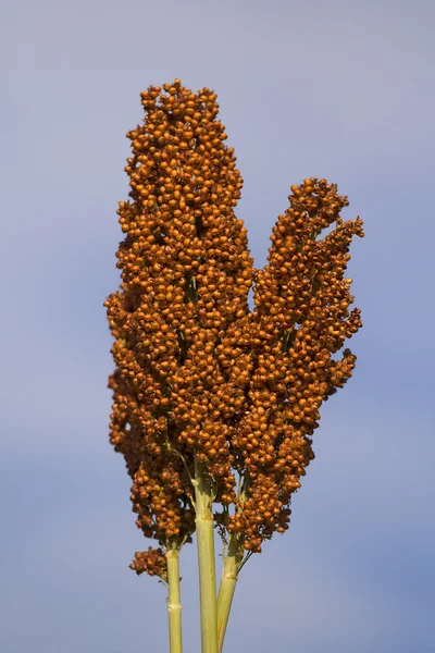 Ear of sorghum Stock Picture