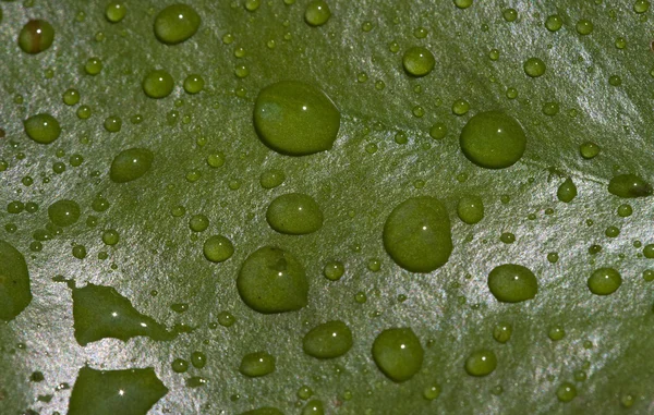 Regndroppar på grönt blad — Stockfoto