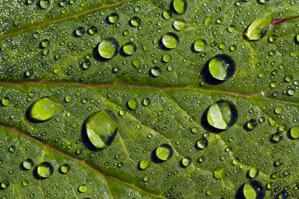 Yeşil yaprakların üzerindeki yağmur damlaları